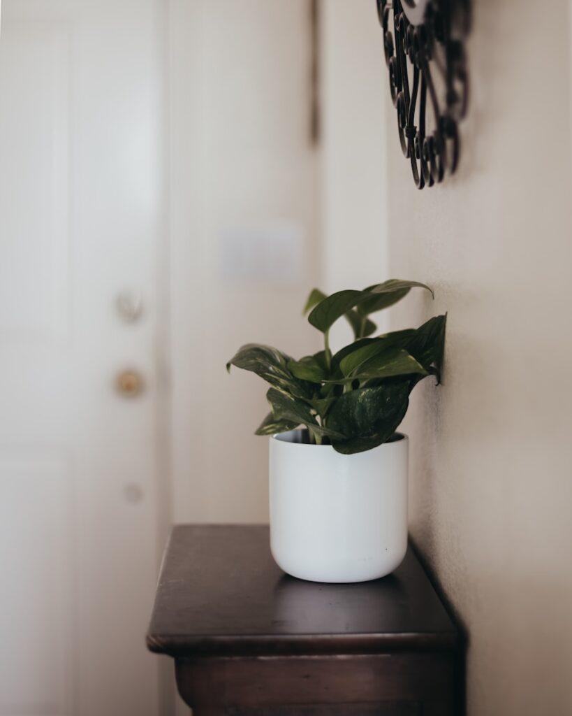 a plant in a pot