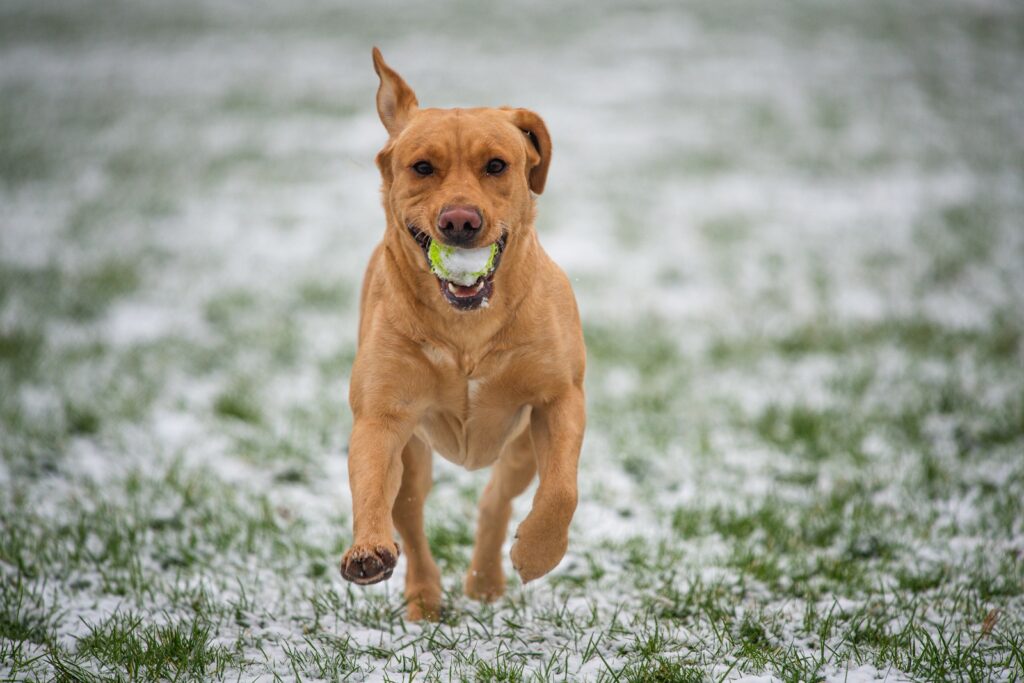 brown short coated dog on green grass field during daytime