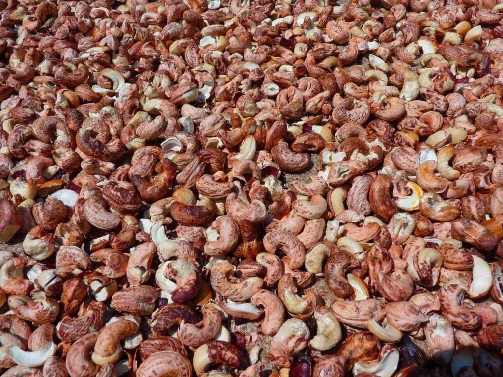 cashew, nature, cashew nuts, roast, plant, nut