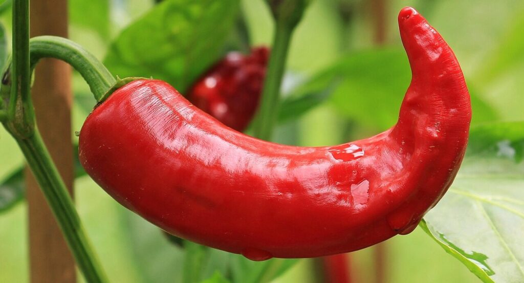 hot peppers, paprika, nightshade plant, red pepper, red, chili, vegetables, sharp, chili peppers, fruity hot, fresh, healthy, vitamins, seasoning, fiery, chilli pepper, sharpness, nature, meal, food, bell pepper, plant, bright, pods, chilli, paprika, red pepper, chili, chili, chili, chilli, chilli, chilli, chilli, chilli