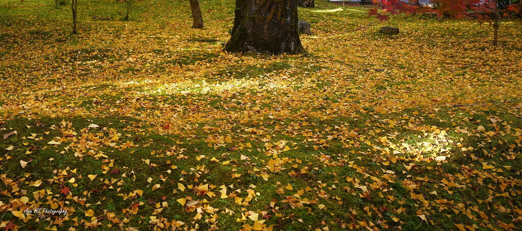 Falling leaves