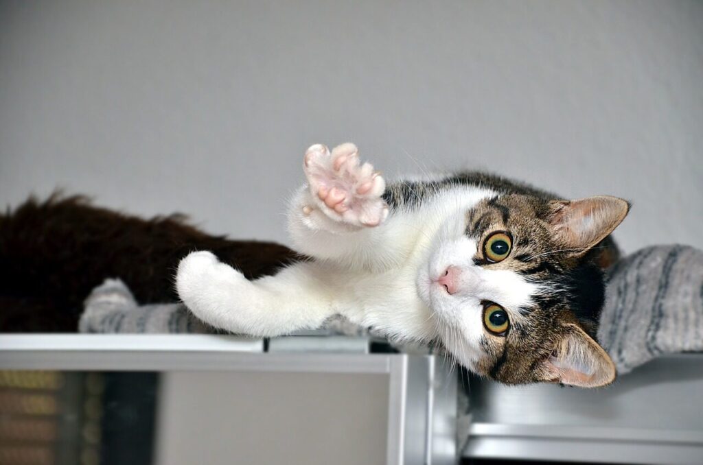 cat, paw, animal, fur, pet, cute, mammal, playful
