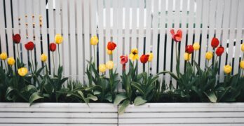Red and yellow tulips bloom vibrantly against a white picket fence, capturing the essence of spring.