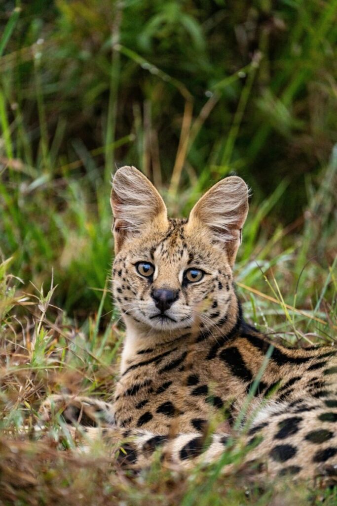 Beautiful serval cat resting in the grasses of Maasai Mara, Kenya.