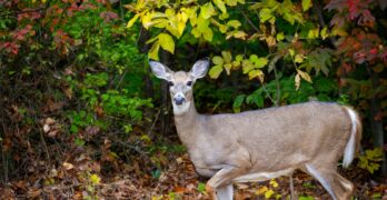a deer is standing in front of some trees
