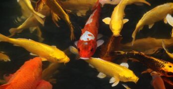 koi fish, fish, pond, water, koi, cyprinus carpio, koi pond, animals, swimming, nature, koi fish, fish, fish, fish, fish, fish, koi