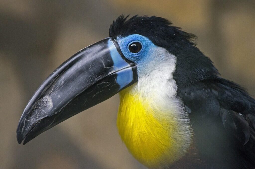 toucan, nature, bird, exotic, colorful, beak, parrot, plumage, bright