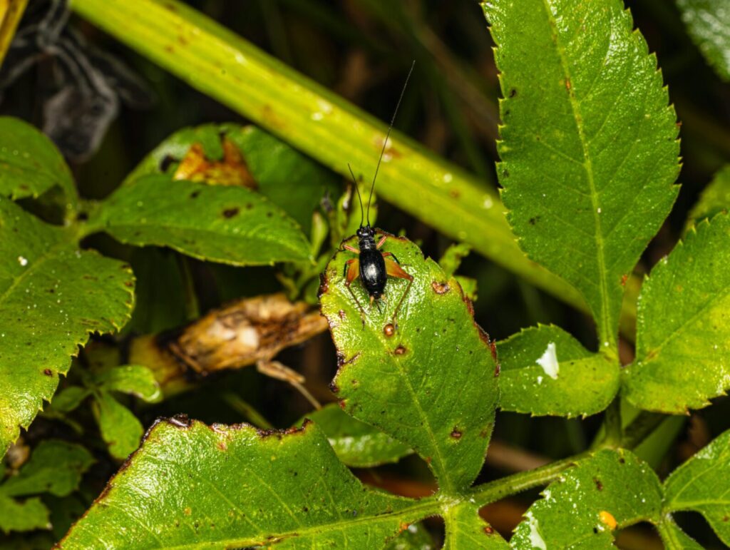Detailed macro shot of a black beetle on a green leaf in a natural setting.