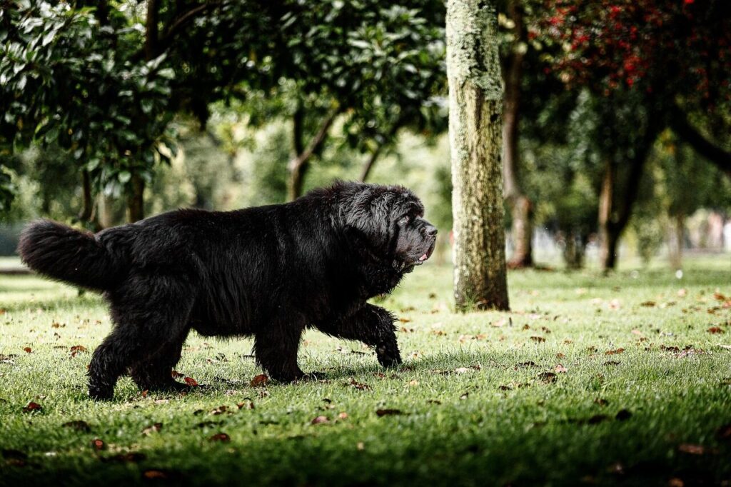 newfoundland dog, dog, pet, nature, terranova, black dog, animal, domestic, canine, mammal, cute, outdoors, field