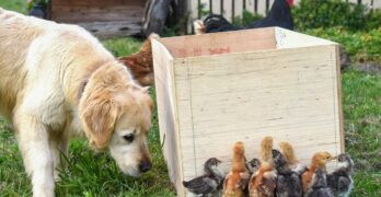 A dog sniffing a box full of chickens