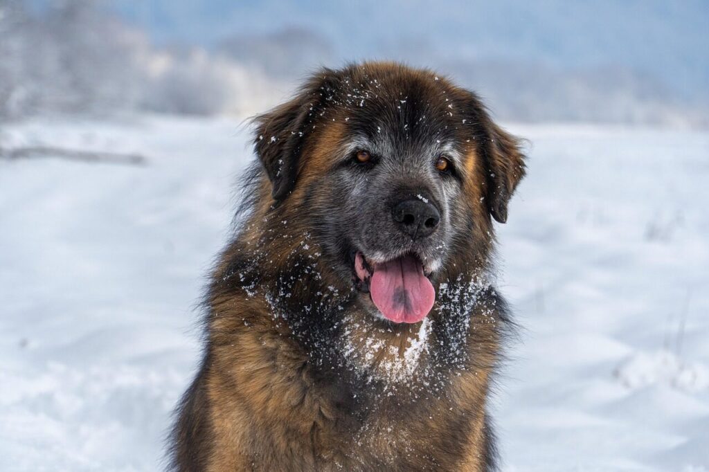 leonberger, snow, nature, dog, winter, animal, canine, outdoors, pet