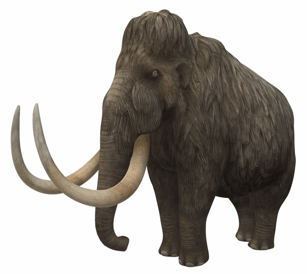 woolly mammoth, mammoth, nature, extinct, animal, elephant, prehistoric, mastodon, tusks, ivory, wildlife, woolly, creature, hair, fur, educational, learning, knowledge, 3d render, cutout