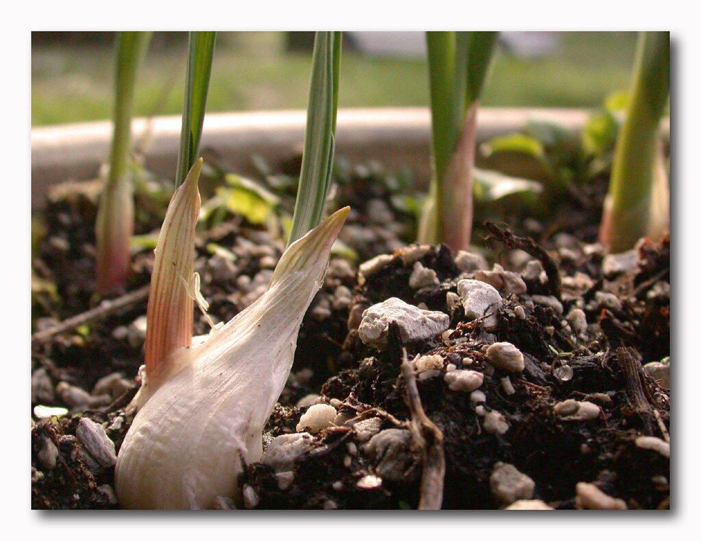 garlic greens