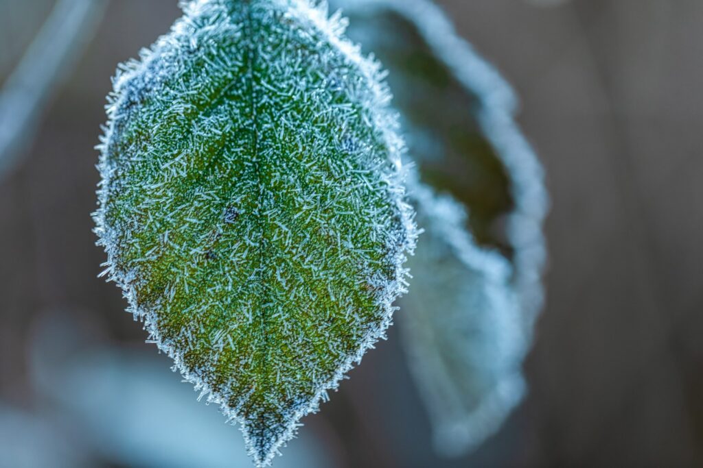 a close up of a leaf with frost on it