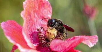 violet carpenter bee, poppy, pollination, xylocopa violacea, insect, fauna, flora, nature, carpenter bee, blossom, macro