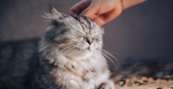 cat, business, yellow eyes, pedigree, striped, persian, exotic, iron, affectionate, care, animal, love, pet, one owner, not let, fluffy, important cat, pedigreed, evil, dangerous