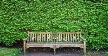 wooden bench, bench, seat, sitting, resting, furniture, outdoor furniture, garden furniture, park furniture, public furniture, street furniture, shorn hedge, hedge, clipped hedge, foliage, path, green garden, green street, green park, green gardening, green path, bench, bench, bench, bench, bench, hedge, hedge