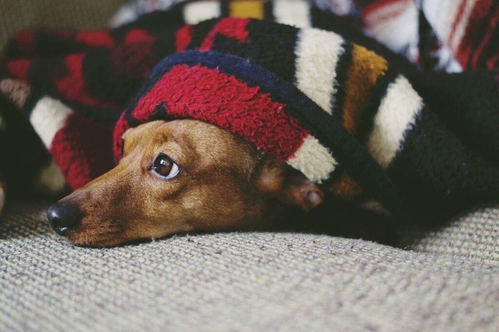 dog, puppy, sleep, sleeping, laying down, animal, pet, cozy, cute, adorable, weiner dog, dachshund