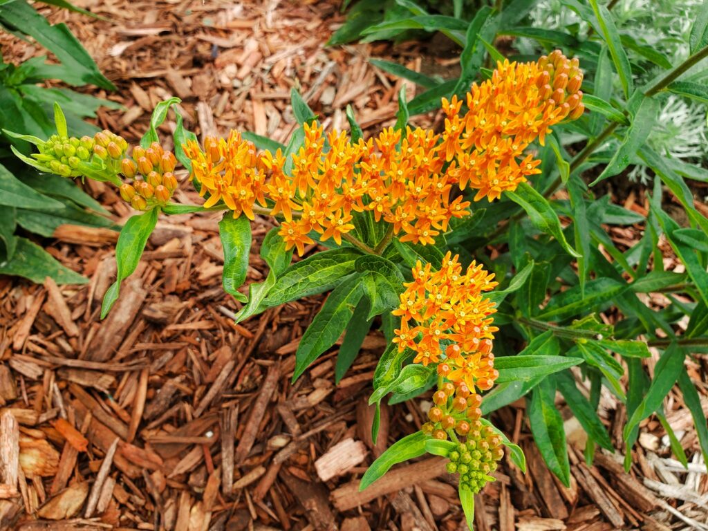 Orange flowers bloom brightly in the garden.