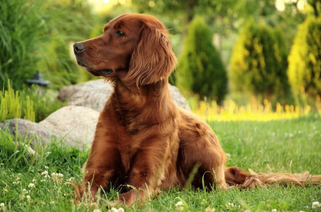 dog, portrait, pet, animal, irish setter
