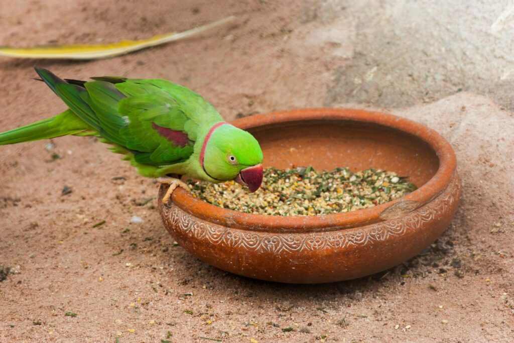 A vibrant Siamese Alexandrine parakeet enjoying seeds from a decorative clay bowl outdoors.