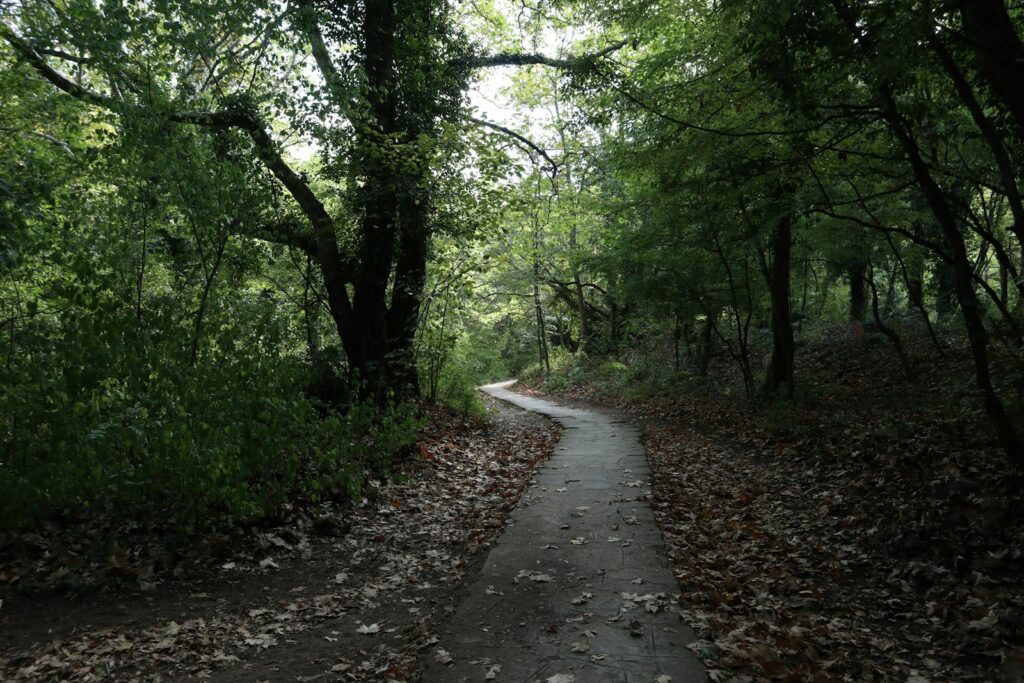 a dirt road surrounded by trees and leaves