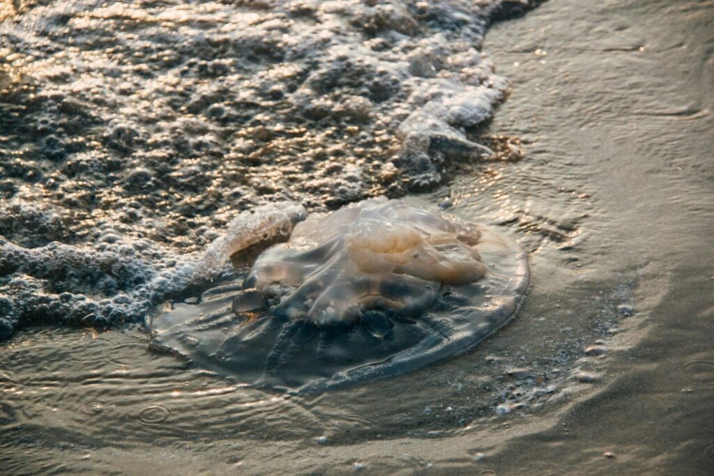 Close-up of a jellyfish on the sandy ocean shore, hit by gentle waves during sunset.