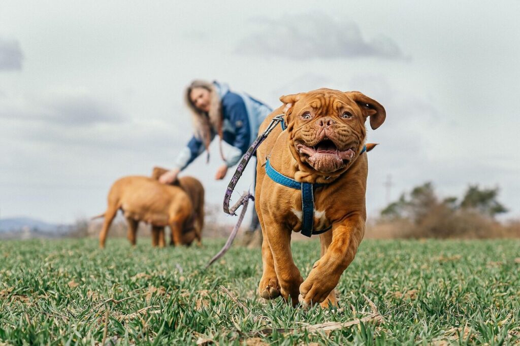 bordeaux mastiff, grass, running, dogue de bordeaux, animal, french mastiff, bordeauxdog, canine, nature, dog, mammal, outdoors, pet, playing