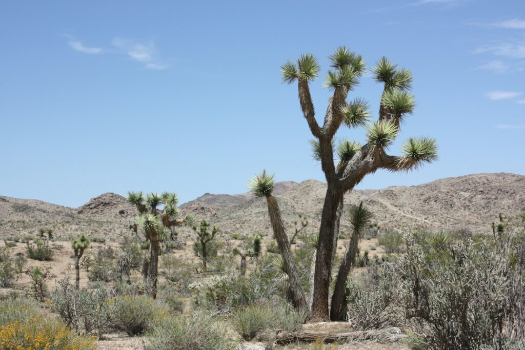 A large cactus tree in the middle of a desert