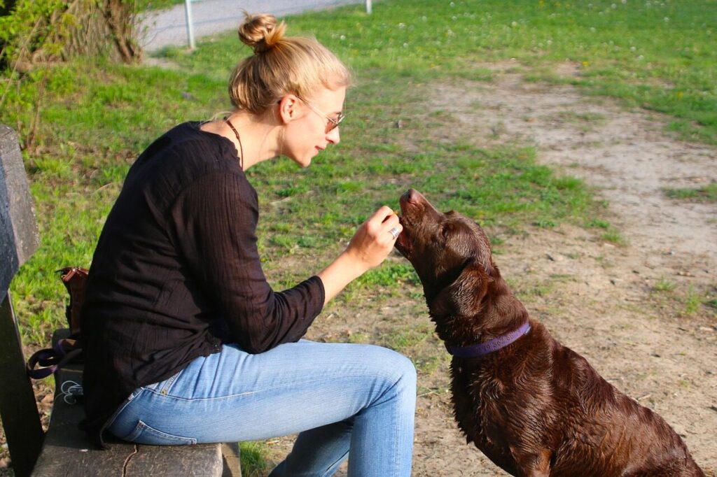 human, animal, dog, pet, dog owner, nature, reward, feeding