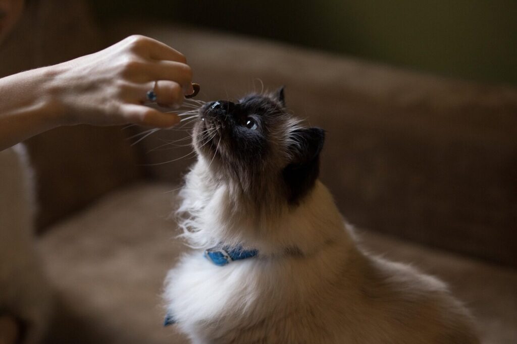 couch, nature, cat, animal, pet, eating, hand, brown eating, brown couch