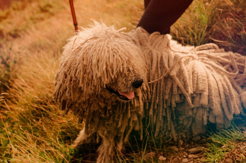 a shaggy dog is being walked by a person