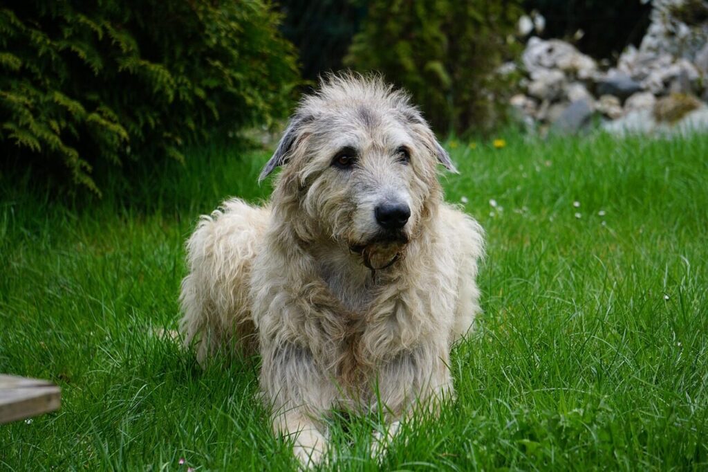 irish wolfhound, dog, gentle giant, irish wolfhound, irish wolfhound, irish wolfhound, irish wolfhound, irish wolfhound