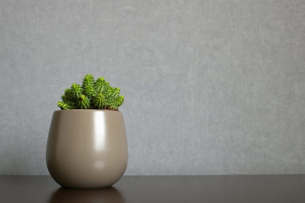 A serene image of a small succulent plant in a beige pot on a wooden surface, ideal for home decor inspiration.