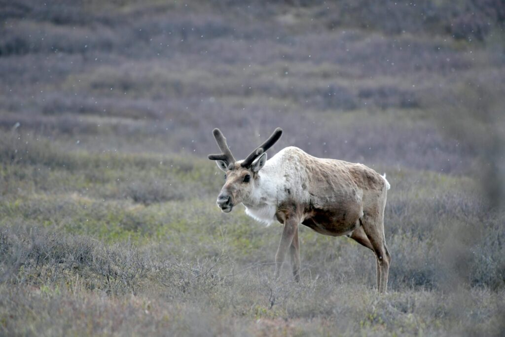 A caribou stands in the open fields of Denali National Park, showcasing its natural beauty.
