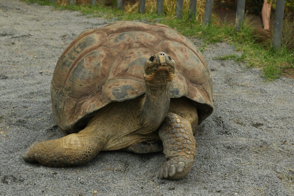 Close-up of a giant tortoise on a gravel path in a zoo, showcasing its textured shell and scales.
