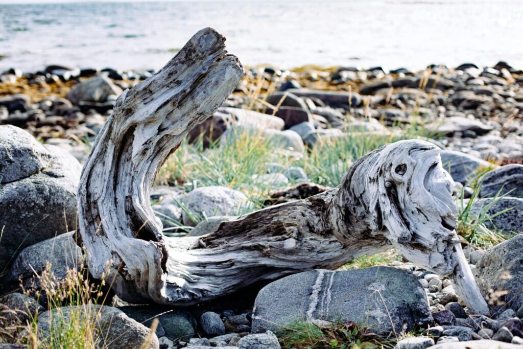 Rustic driftwood rests amid rocks and grass on a coastal shoreline.