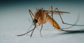 a close up of a mosquito on a white surface