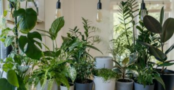 green plant in white ceramic pot