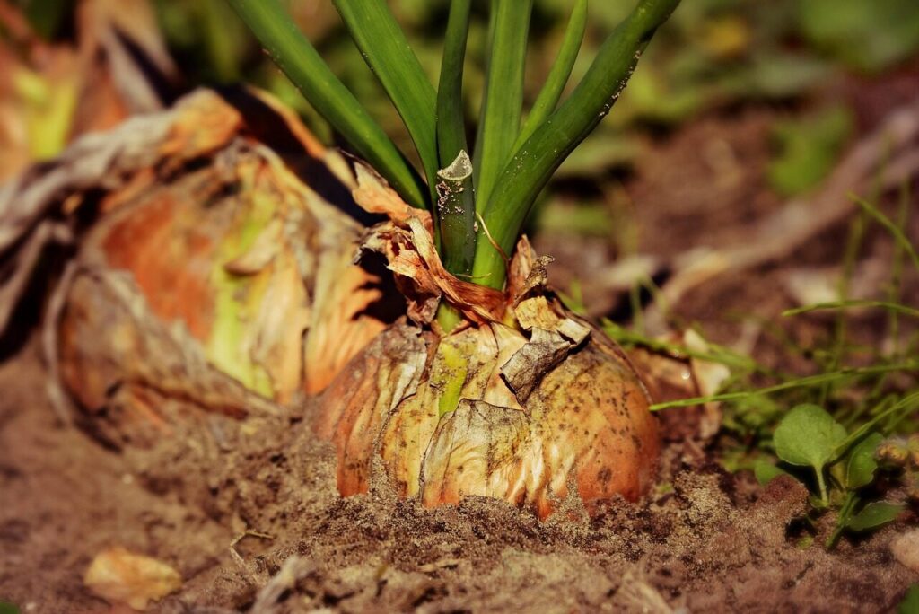 onion, root vegetable, growth, harvest, plant, food, nature, nutrition, soil