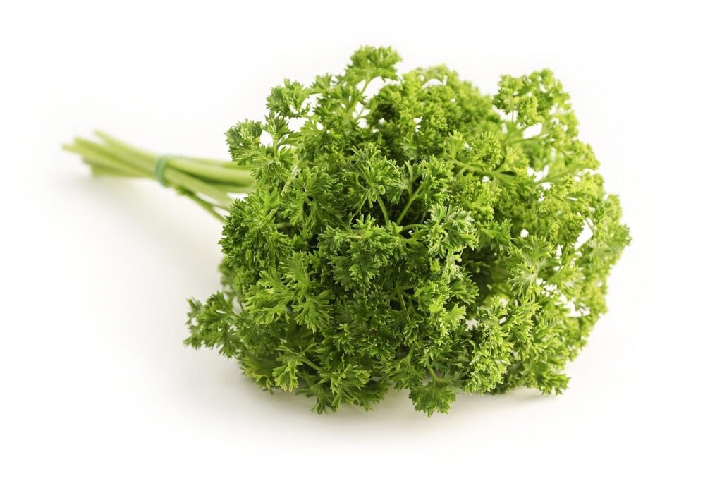 parsley, herb, food, curly parsley, garden parsley, petroselinum crispum, culinary herbs, ingredient, organic, natural, parsley, parsley, parsley, parsley, parsley