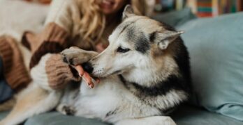 A woman cuddles with a husky dog on a sofa, creating a warm and inviting scene.
