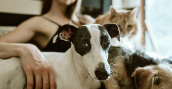 man in white t-shirt sitting beside white and black short coated dog