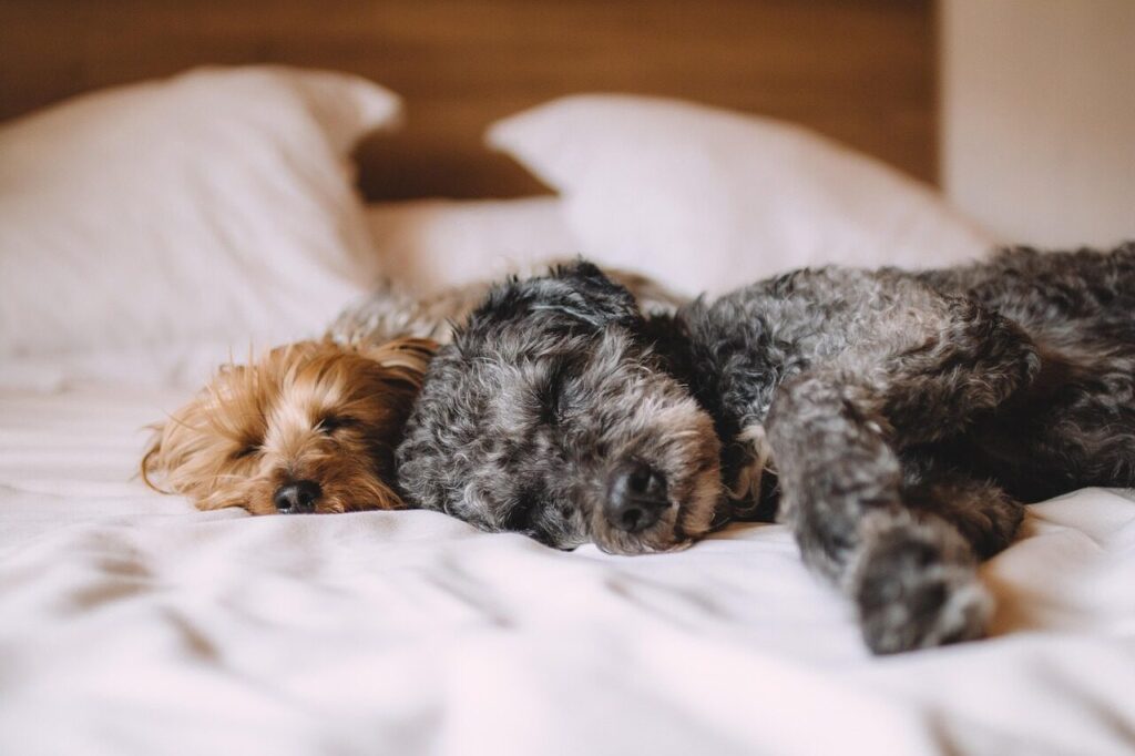 dogs, pets, canine, animals, fur, sleeping, nature, snout, mammals, domestic, dog portrait, animal world