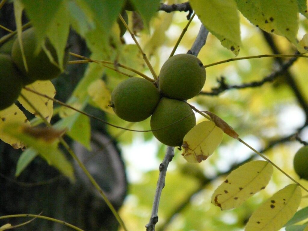 fruit, black walnut, tree, park tree, juglans nigra, walnut-like, walnut family, juglandaceae, timber, nature, edible, ornamental tree