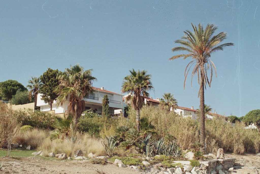 a palm tree sitting on top of a sandy beach