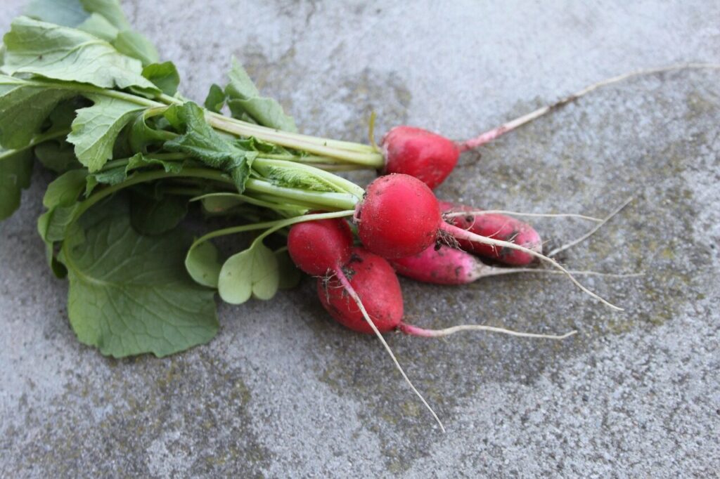 radish, a vegetable, spring, food, nature, vegetables, fresh, healthy, the market, summer, red, health, strict, bio, the cultivation of, radishes