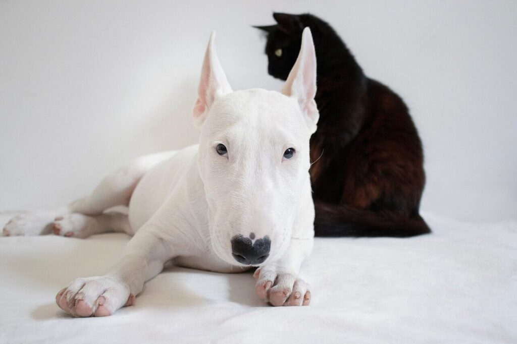 dog, cat, animals, bull terrier, pets, pet, friends, black cat, white dog, domestic, animal, nature, together