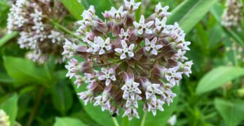 a close up of a purple and white flower
