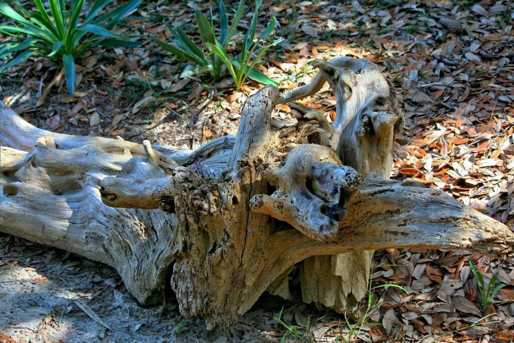driftwood, marine debris, beach, tree trunk, shore, log, coast, shoreline, debris, outdoor, tide, nature, aged, texture, weathered, wilderness